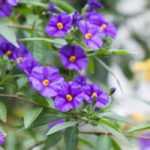 7 ideas to pair Solanum in the garden