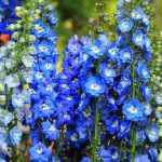 6 late-flowring spring perennials