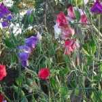 Sweet peas: the most beautiful varieties