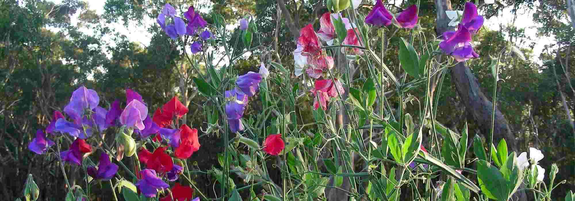 Sweet peas: the most beautiful varieties