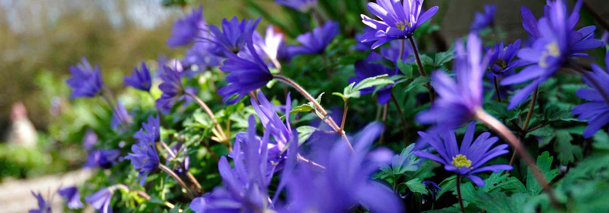 Associate the Blanda Anemones