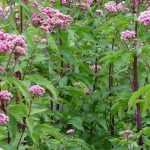 Associating Eupatoriums