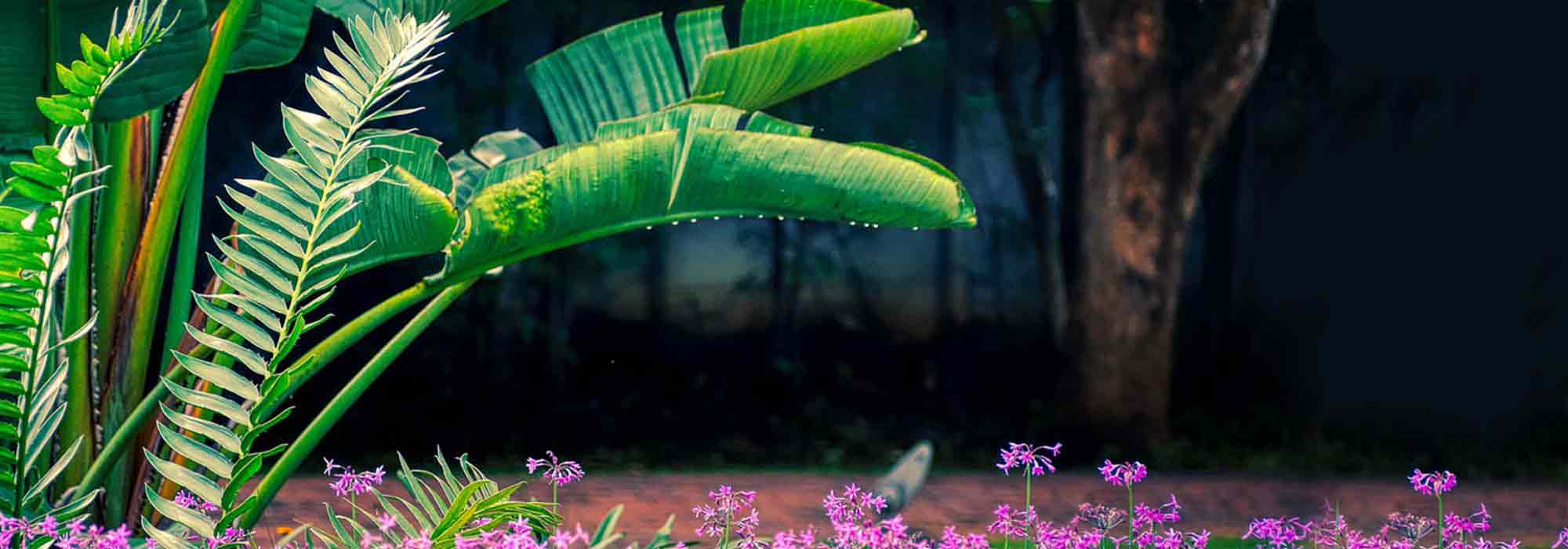 Associate the banana plant