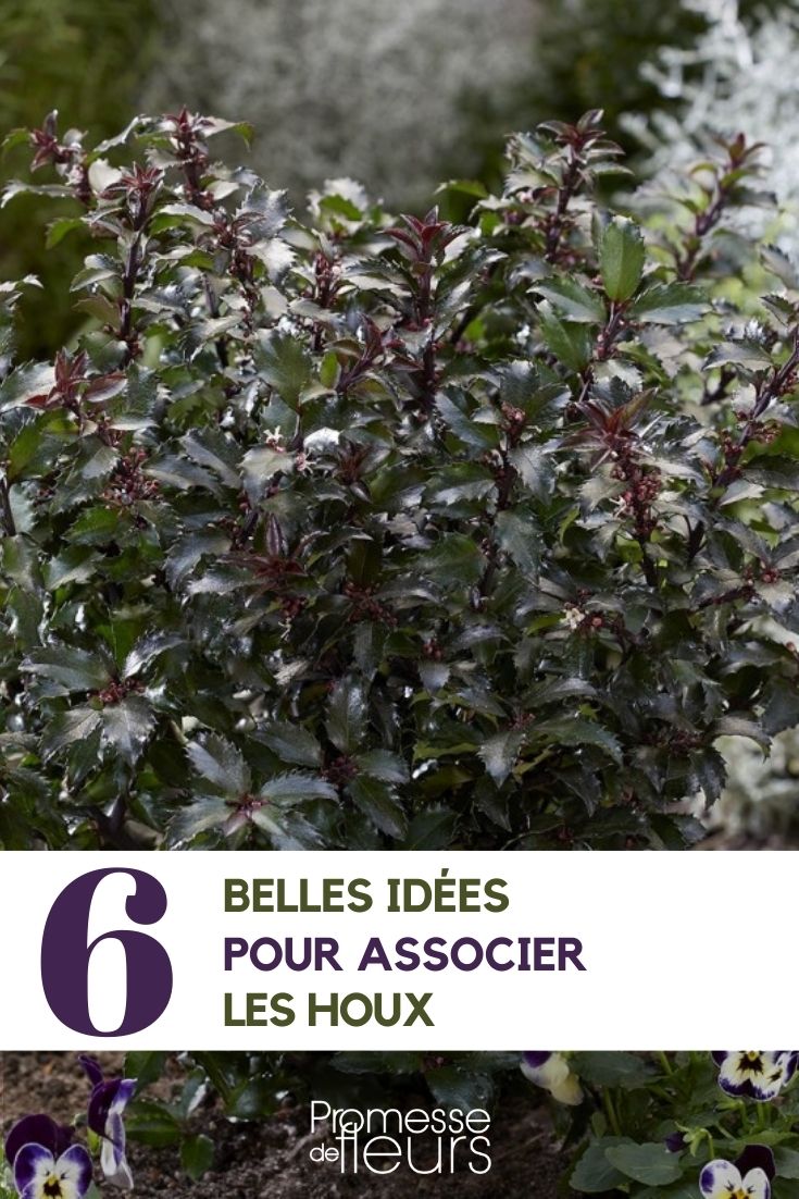 Associate Holly Associate Holly