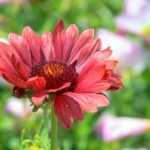Gaillardia: 5 pairing ideas