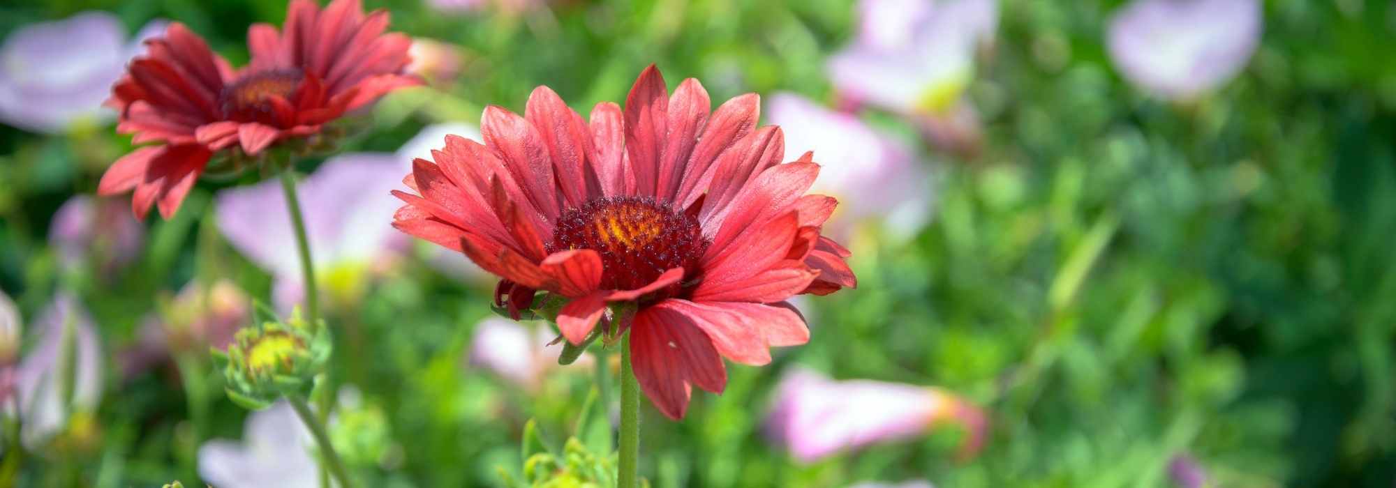 Gaillardia: 5 pairing ideas