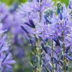 9 spring bulbs with blue flowers you must have in the garden