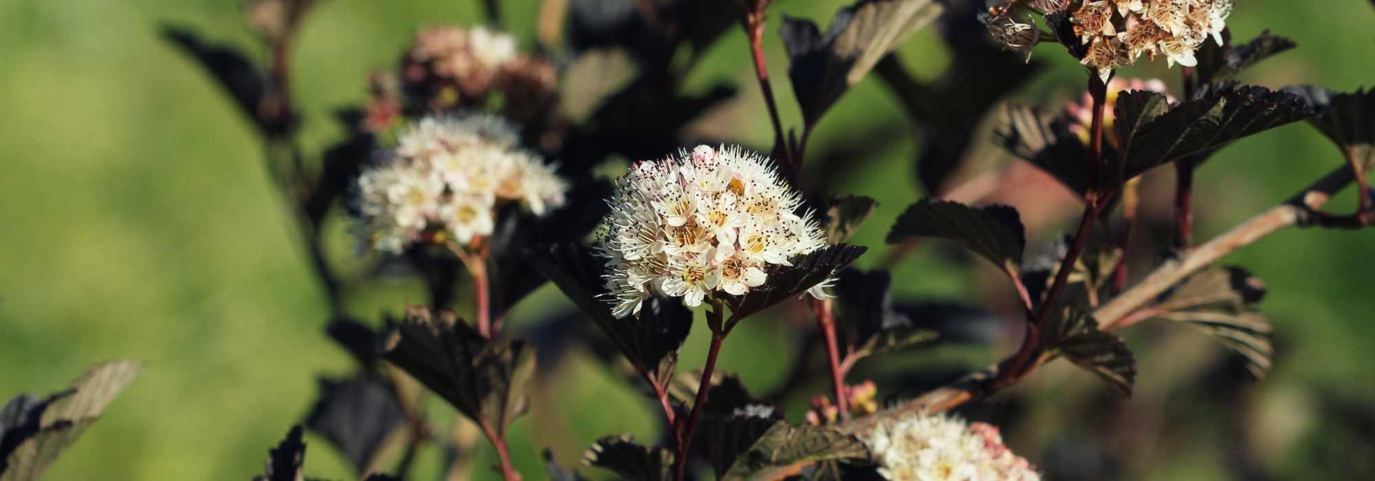 Choosing a Physocarpus