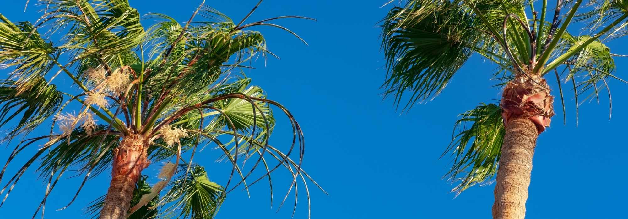 Copernicia : planting, maintenance