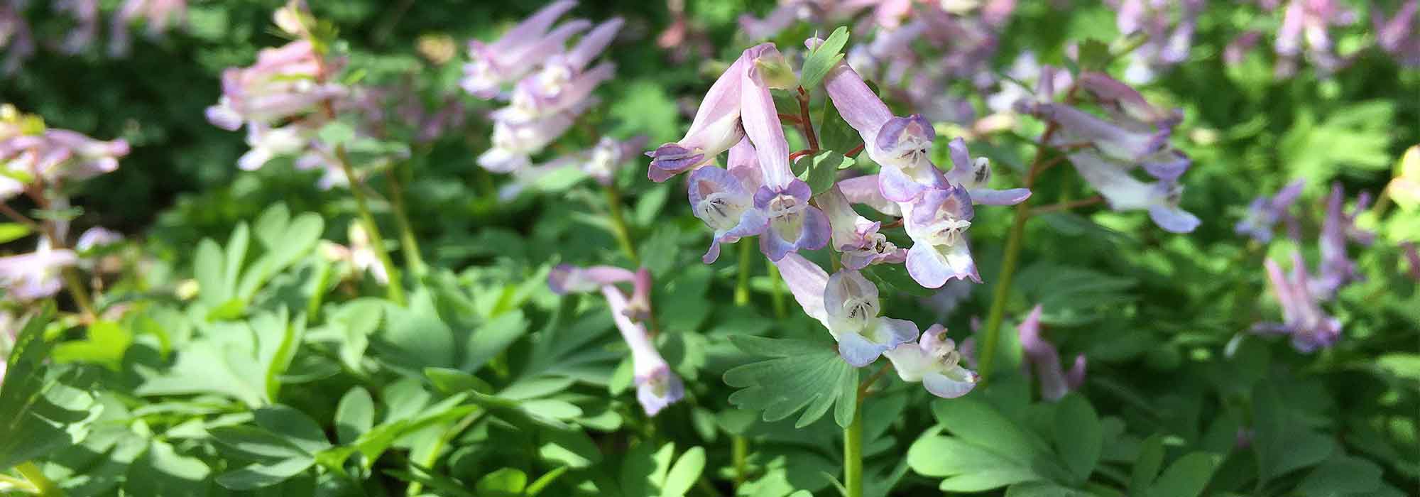 How to pair Corydalis?