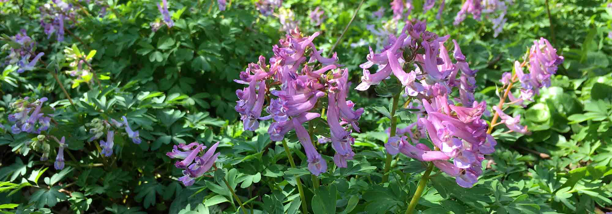 How to choose Corydalis?
