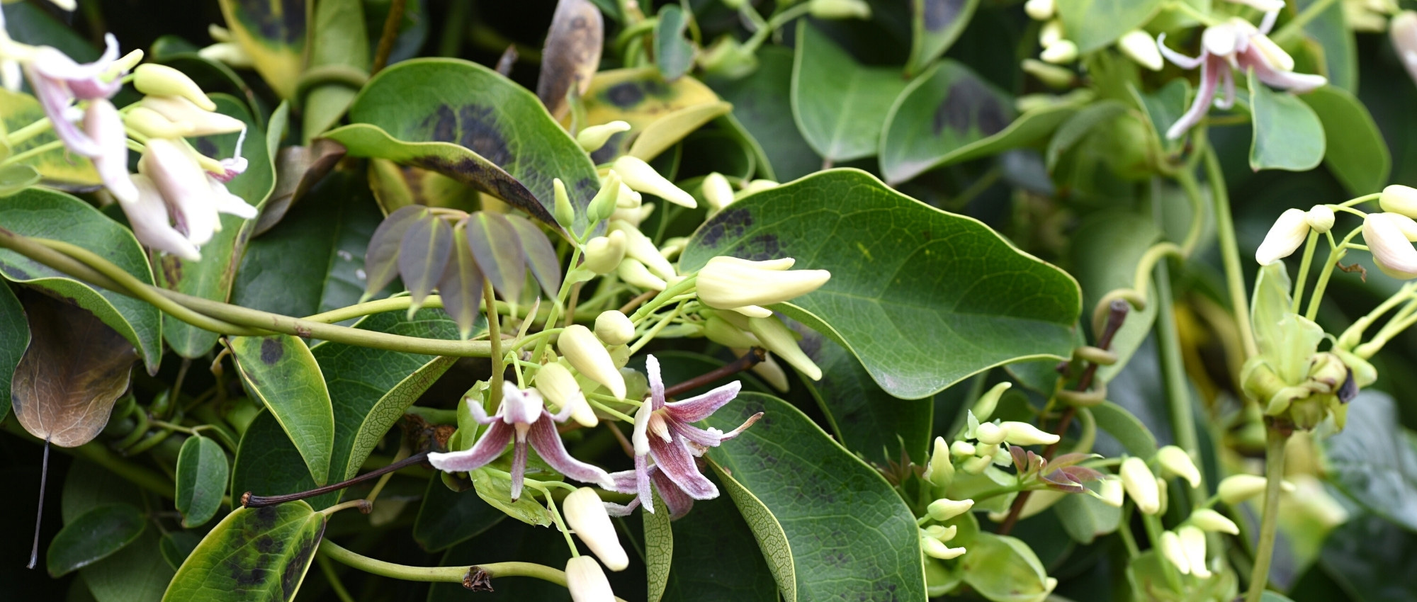Growing Stauntonia in pots