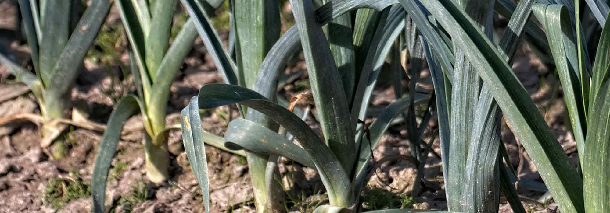 Growing summer leeks