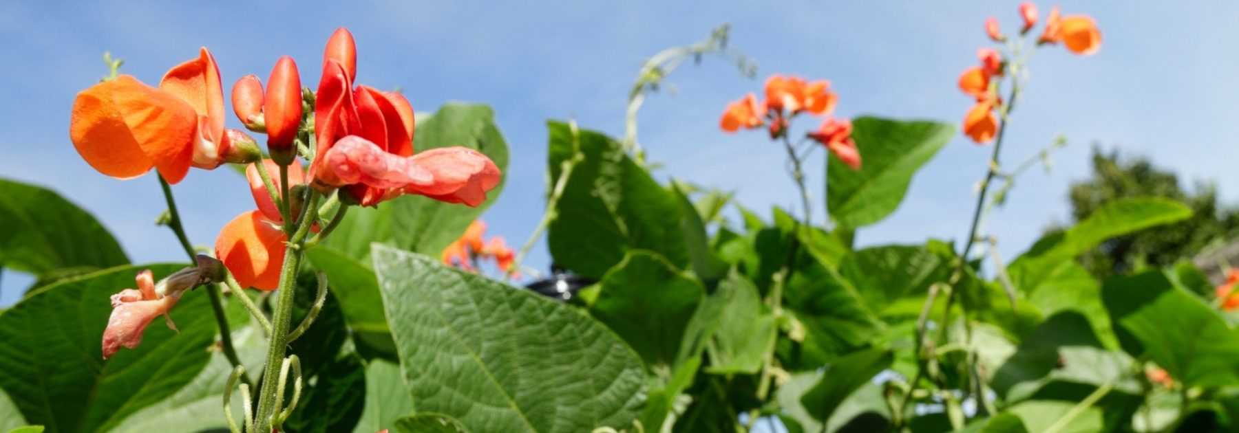The Scarlet Runner Bean: Sowing, Growing and Harvesting