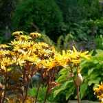 Ligularia: 5 Companion Planting Ideas