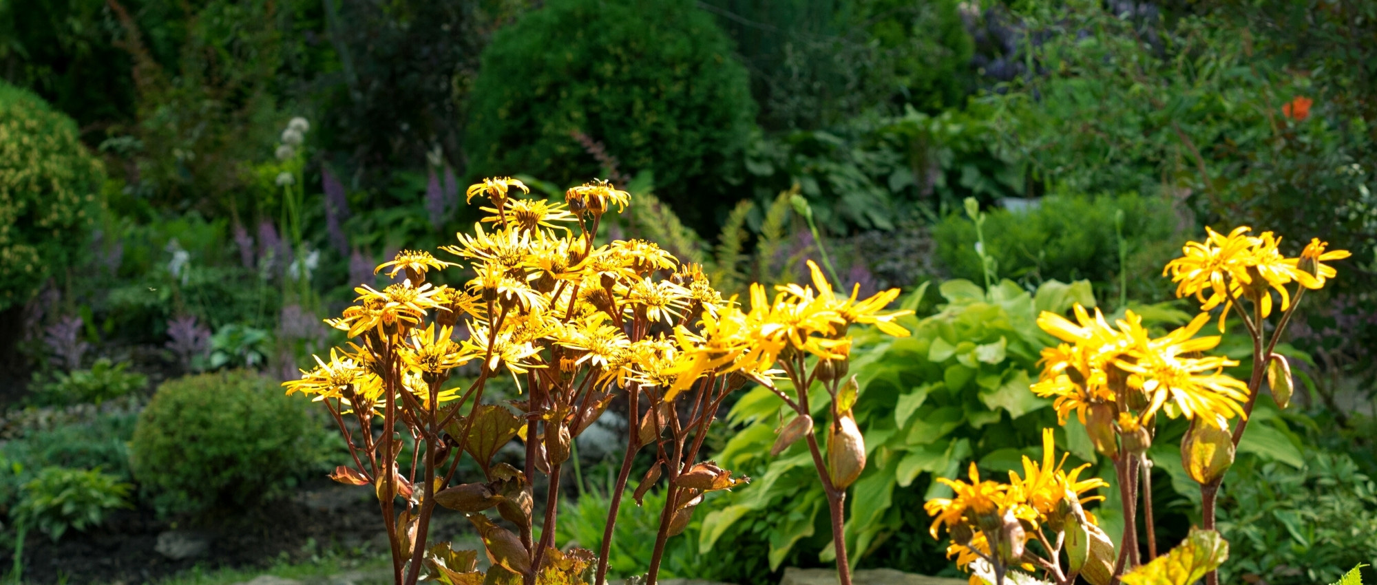 Ligularia: 5 Companion Planting Ideas