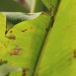 Diseases and pests of banana plants