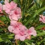 How to create a hedge of oleanders?