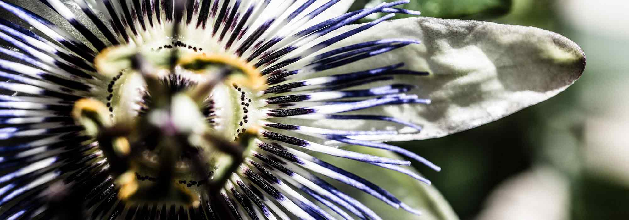 Passion flower: the hardiest