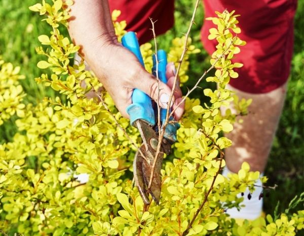 When and how to prune barberry?