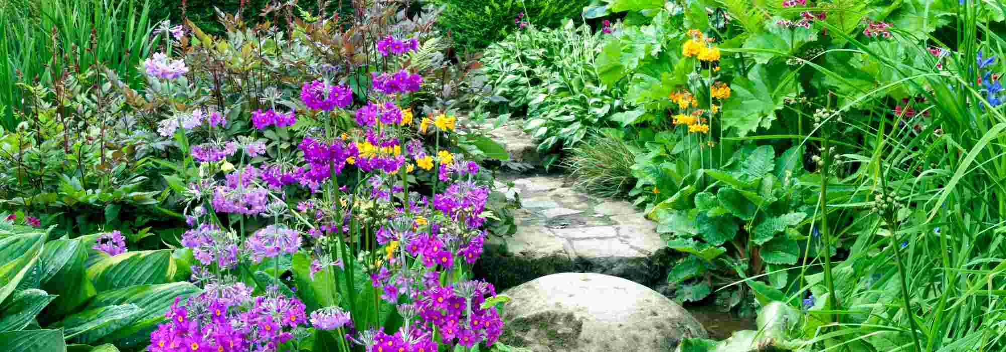 Perennial plants: how to choose?