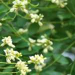 Sophora: to plant, to grow