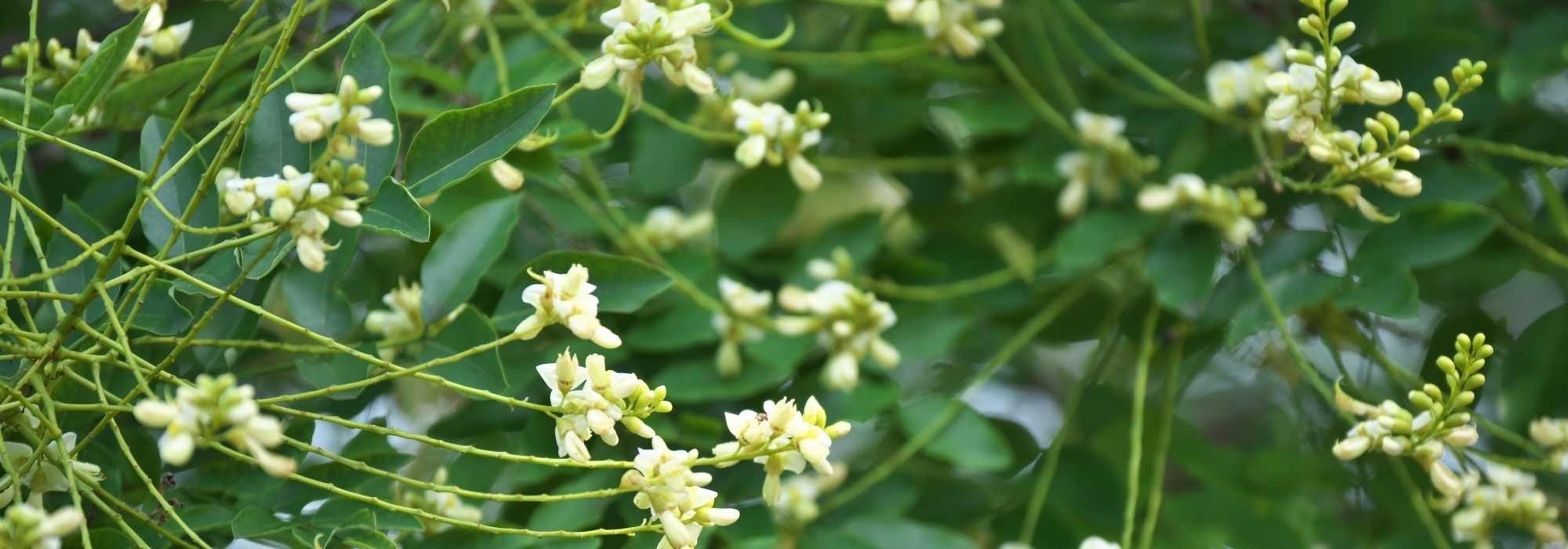 Sophora: to plant, to grow