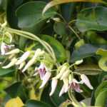 Stauntonia: 6 successful pairing ideas