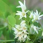 The Stauntonia: Planting, Growing and Care
