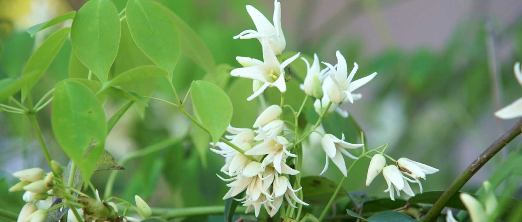 The Stauntonia: Planting, Growing and Care