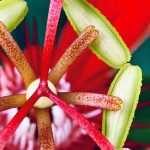 6 passionflowers to grow in pots