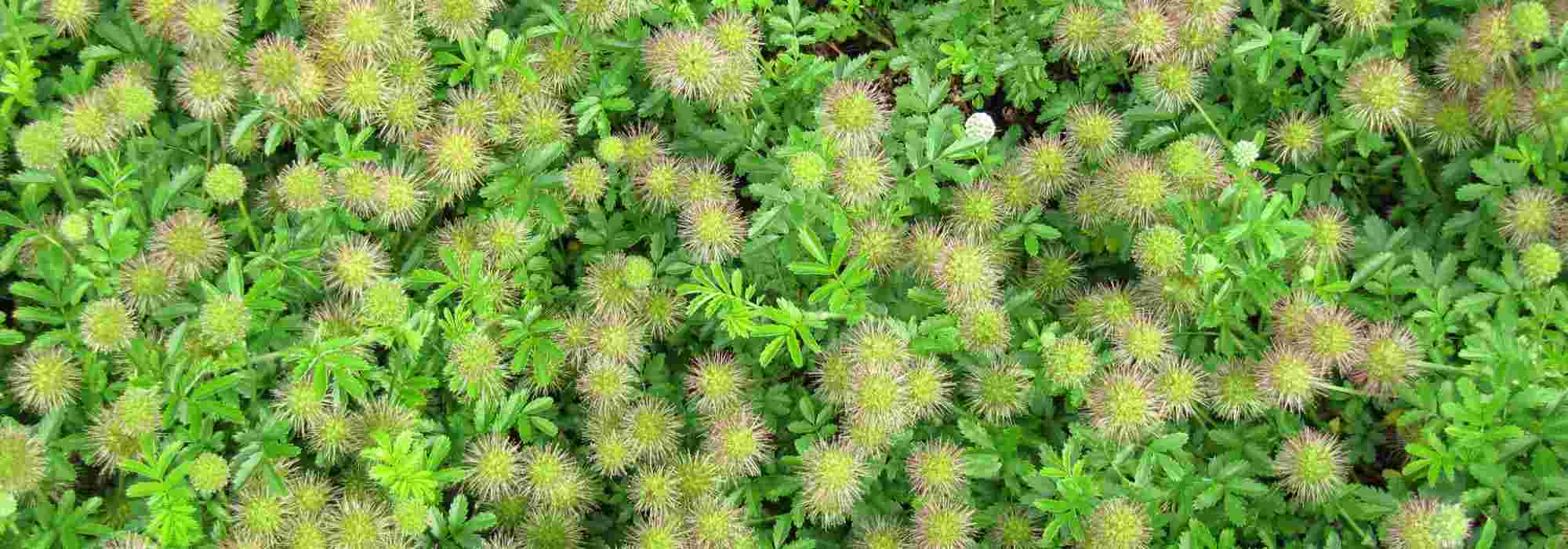 Associate the acaena