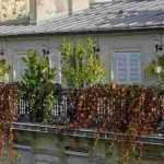 5 bushes to grow on a windy balcony