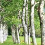 Associate the birches