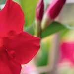 How to pair Dipladenia?