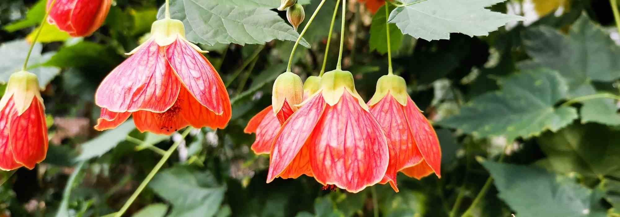 Associate Abutilon