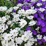 Associate the Iberis