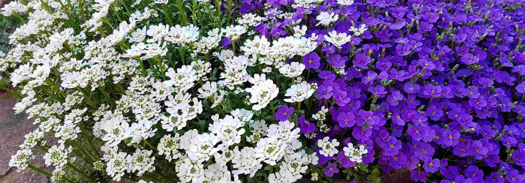 Associate the Iberis