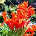 Climbing plants: the longest flowering