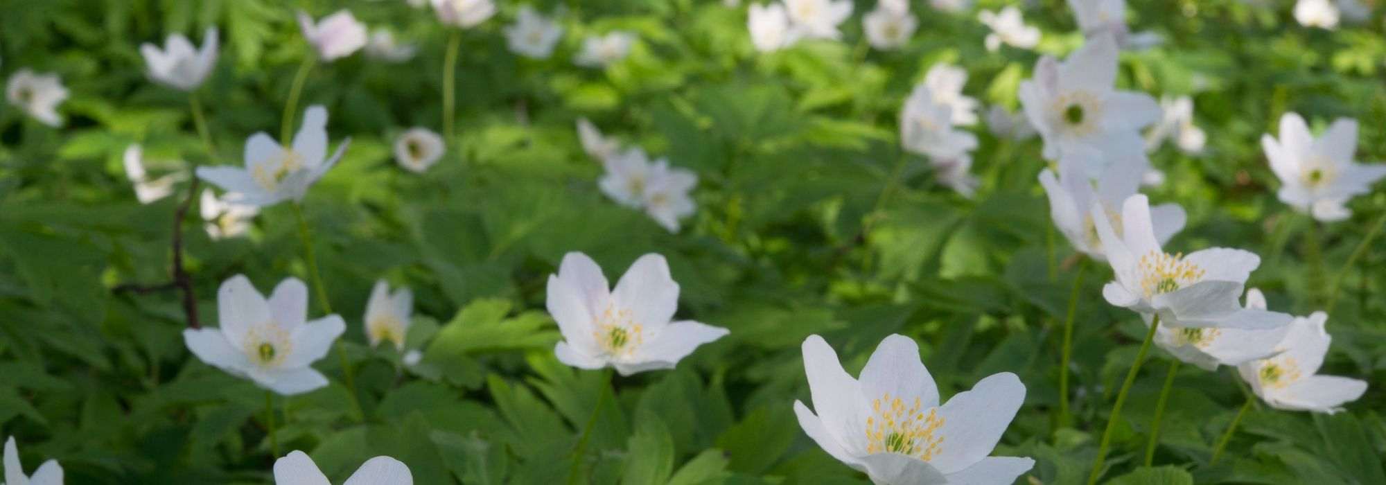 Associate wood anemones