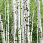 Birches: the most beautiful barks