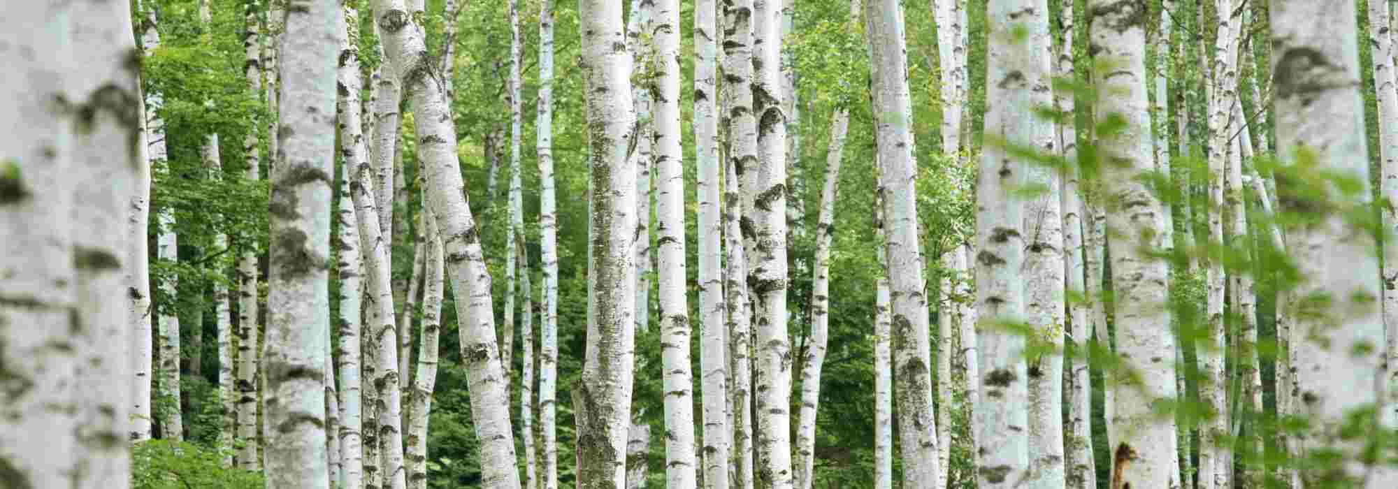 Birches: the most beautiful barks