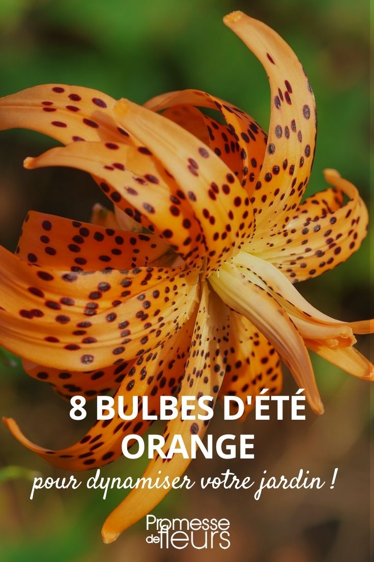 orange summer bulb