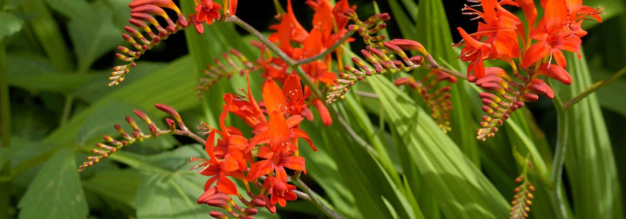 8 summer bulbs with orange flowers that you must have in your garden