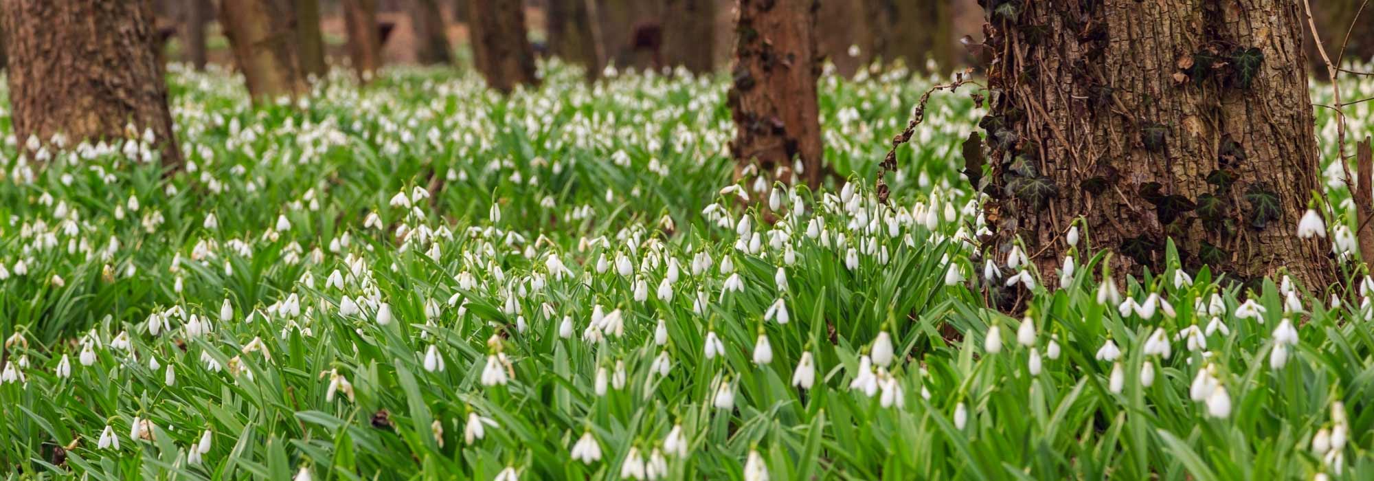 7 spring bulbs with white flowers