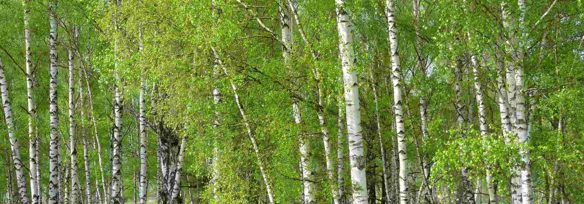 Choosing a birch