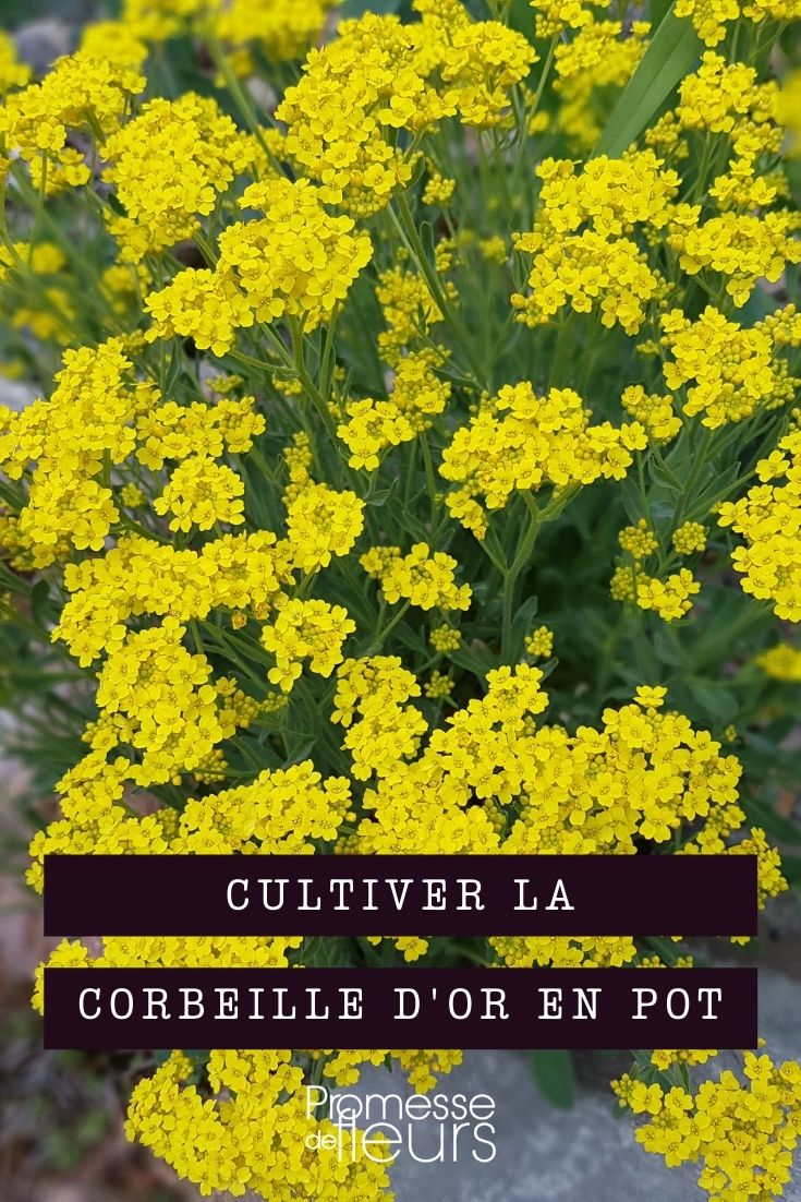 Growing Basket of Gold in Containers