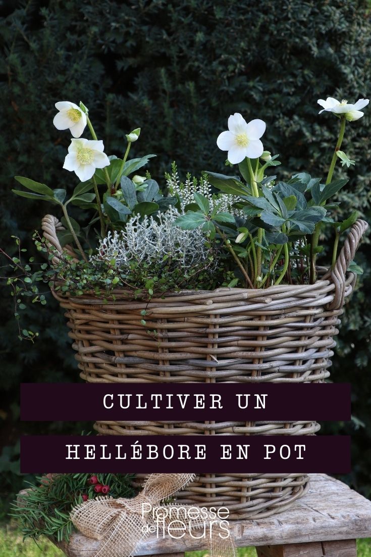 Growing Hellebores in Pots
Hellebores, also known as Christmas roses, are a delightful addition to any garden, offering a splash of colour during the colder months. If you're limited on space or prefer container gardening, growing hellebores in pots is a fantastic option. Here’s a guide to help you successfully cultivate these charming plants in containers.
### Choosing the Right Pot
Select a pot that is at least 30-40 cm in diameter to accommodate the root growth of the hellebore. Ensure the pot has adequate drainage holes to prevent waterlogging, which can lead to root rot.
### Soil and Planting
Hellebores thrive in well-drained, fertile soil. Mix one part garden soil, one part compost, and one part perlite or coarse sand to create a suitable potting mix. Plant the hellebore so that the crown is just at or slightly below the soil surface.
### Positioning
Position the pot in a semi-shaded spot, as hellebores prefer filtered sunlight. Too much direct sun can scorch the leaves, while too much shade can reduce flowering.
### Watering
Water the plant thoroughly when the top inch of the soil feels dry. Hellebores need consistent moisture, especially during their flowering period in winter and spring. However, avoid overwatering, as this can harm the plant.
### Feeding
Feed your hellebore with a balanced, slow-release fertiliser in early spring to support its growth and flowering. A second, lighter feed can be given after the flowering period to prepare the plant for the next season.
### General Care
Remove faded flowers and damaged leaves to keep the plant healthy and prevent disease. In autumn, add a layer of mulch around the base to provide extra insulation and nutrients.
### Overwintering
Hellebores are hardy, but in extremely cold regions, it's wise to protect potted plants. Move the pot to a sheltered location or wrap the pot in bubble wrap to insulate the roots from freezing temperatures.
By following these tips, you can enjoy the beauty of hellebores in your container garden throughout the winter and early spring. Happy gardening! Growing Hellebores in Pots