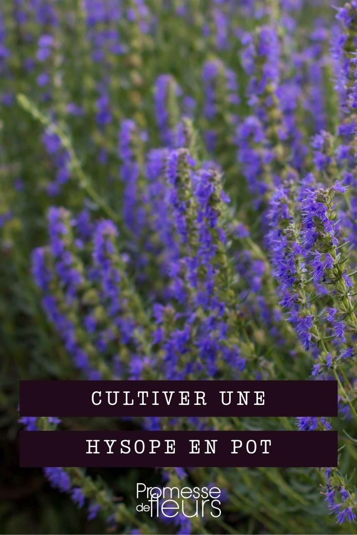 Growing Hyssop in a Pot