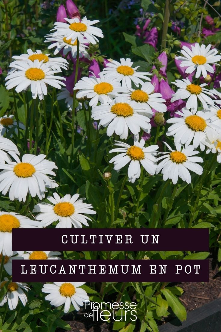 Growing Leucanthemum in Pots

Leucanthemum, commonly known as Shasta daisy, is a delightful addition to any garden, offering a burst of bright white and yellow flowers. If you're limited on space or prefer container gardening, growing Leucanthemum in pots is a fantastic option. Here’s a guide to help you successfully cultivate these charming flowers in containers.

**Choosing the Right Pot**
Select a pot that is at least 12 inches in diameter and has good drainage holes. Leucanthemum roots need space to spread and adequate drainage to prevent waterlogging, which can lead to root rot.

**Soil and Planting**
Use a high-quality potting mix to ensure good drainage and aeration. Avoid garden soil as it can be too heavy and may contain pests and diseases. Plant the Leucanthemum at the same depth it was in its nursery pot. Make sure the soil is firmly packed around the roots but not overly compacted.

**Location**
Place your pot in a location where the plant will receive at least 6 hours of direct sunlight daily. Leucanthemum thrives in full sun, which helps promote abundant flowering.

**Watering**
Water the plant regularly to keep the soil evenly moist, especially during hot, dry periods. However, be careful not to overwater, as this can cause root issues. Check the top inch of the soil before watering; if it feels dry, it’s time to water.

**Feeding**
Feed your Leucanthemum with a balanced, slow-release fertilizer at the beginning of the growing season to support healthy growth and blooming. You can also use a liquid fertilizer every 4 to 6 weeks during the growing season.

**Pruning and Maintenance**
Deadhead spent flowers regularly to encourage more blooms. At the end of the blooming season, cut back the foliage to help promote vigorous growth for the next year.

**Overwintering**
In colder climates, move your Leucanthemum pots to a sheltered location to protect them from harsh winter conditions. Alternatively, you can mulch heavily around the base of the plant in the pot to provide extra insulation.

By following these tips, you can enjoy the beauty of Leucanthemum in your container garden. Whether you have a small balcony or a large patio, these hardy perennials can bring a touch of charm and vibrant life to your outdoor space.